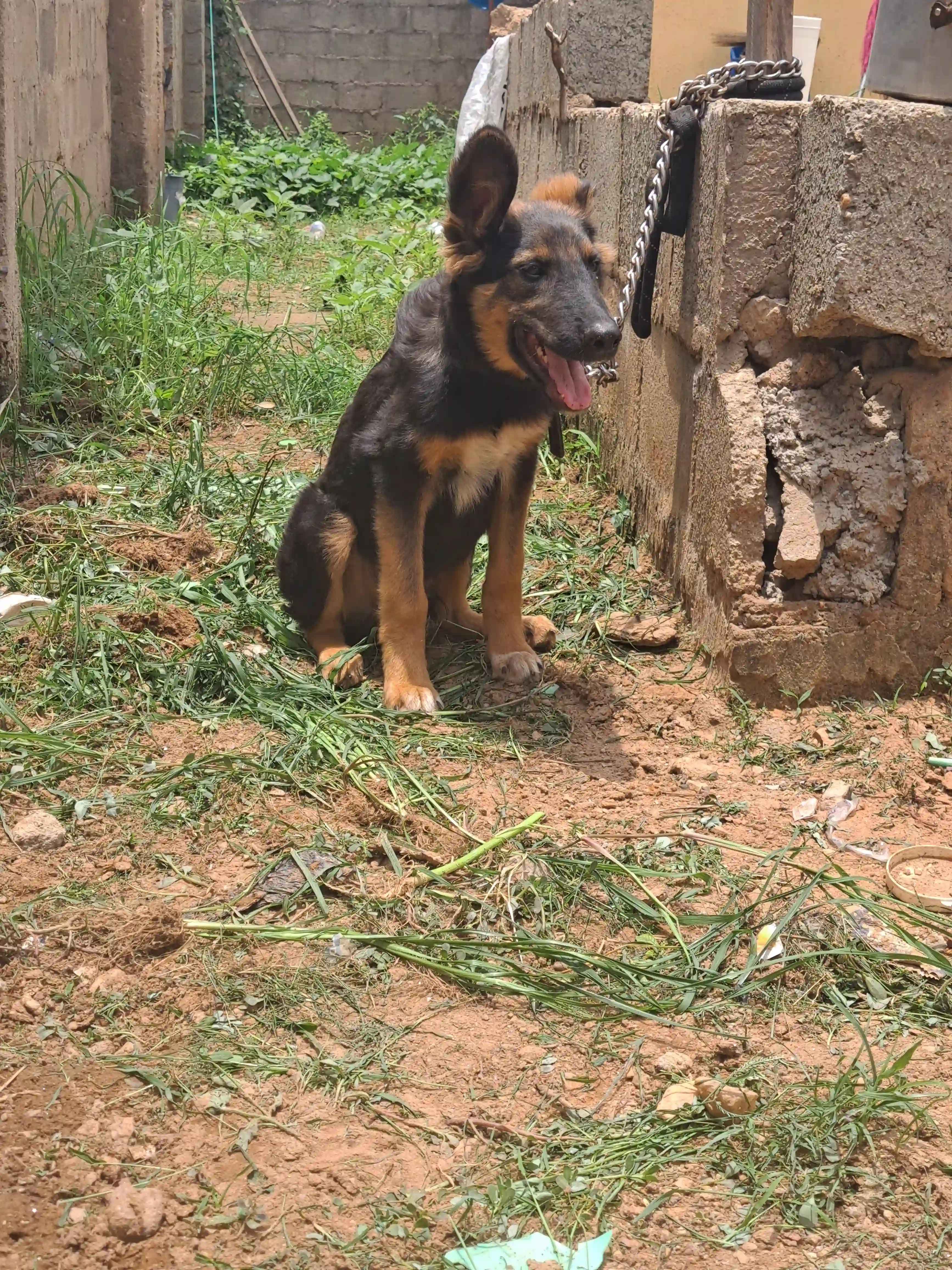 Quality German shepherd