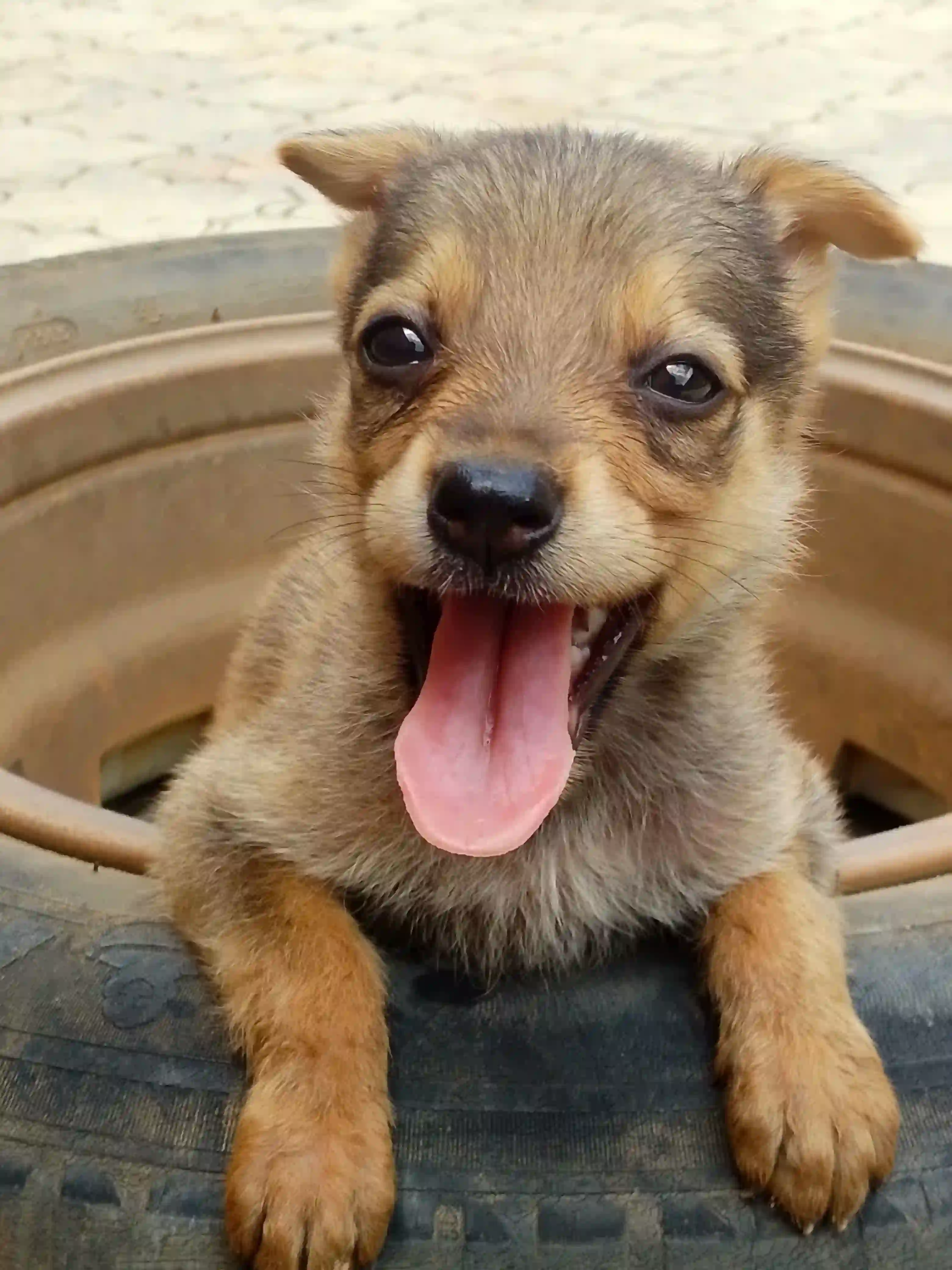 cute, Good looking puppy available here