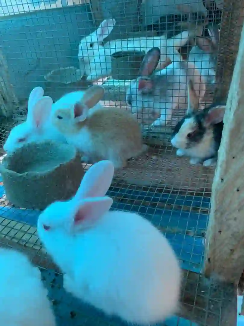 ALL KINDS OF RABBIT, FOR MEAT AND PET